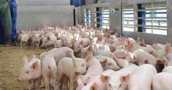 Разведение свиней на мясо бизнес
